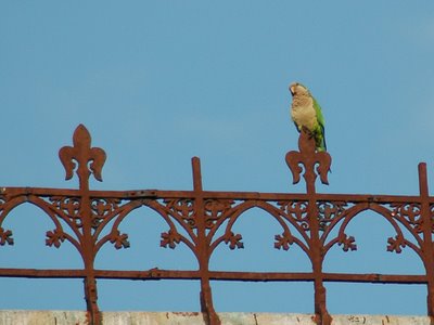 A Quaker Parrot Sentinel Bird Guards the Parrot Labor Day Celebration at Brooklyn's Green-Wood Cemetery. Photo by Steve Baldwin