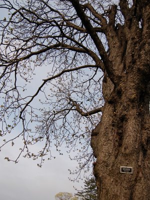 This Horse Chestnut Tree (Aesculus Hippocastanum), native to Greece and Albania, stands just a few yards from where the wild Quaker Parrots (native to Argentina, Bolivia, Ecuador, and Brazil) have built their huge nest complex. 