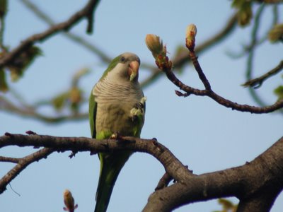 But most birds simply enjoy the feast, and leave the noisy physical contact to the teenagers