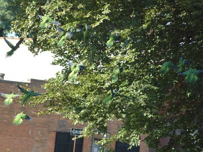 A flock of wild Quaker Parrots take off in Brooklyn's Green-Wood Cemetery