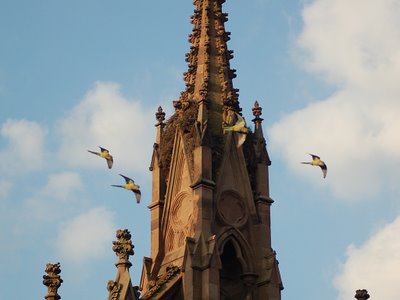 Quaker Parrots conducting aerobatic exercises at Green-Wood Cemetery, September 3rd, 2007. Photo by Steve Baldwin.