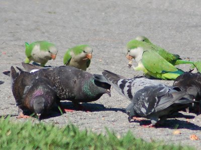 A group of wild Quaker Parrots joins a group of pigeons in Labor Day Ceremonies at Brooklyn's Green-Wood Cemetery. Photo by Steve Baldwin.