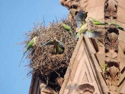 A group of wild Quaker Parrots sounds the alarm seconds before a deadly predator arrives in Brooklyn's Green-Wood Cemetery. Photo by Steve Baldwin.