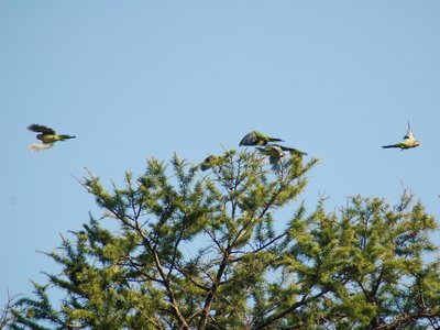 A group of wild Quaker Parrots narrowly evades an attacking raptor by splitting left and right.