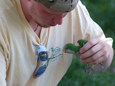 Paul, of FosterParrots.com, comforts a recovered wild Quaker Parrot at the Throggs Neck Little League baseball field. July 7, 2007