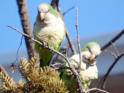 Monk parrot objecting to parrot paparazzi on Brooklyn's Avenue I