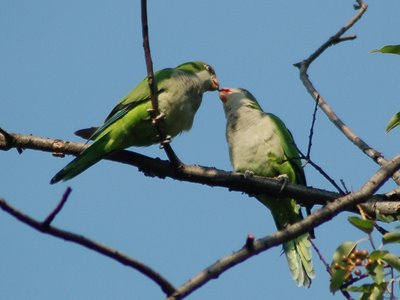 An adult wild Quaker Parrot allofeeds her baby in a tree in Brooklyn's Green-Wood Cemetery.