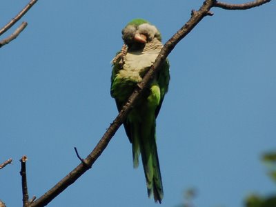 An adult wild Quaker Parrot in Brooklyn's Green-Wood Cemetery scratches his head in wonderment at the clueless of the younger generation.