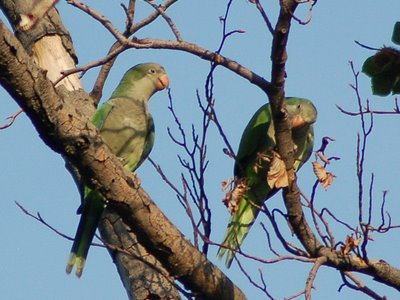 Two wild baby Quaker Parrots in Brooklyn's Green-Wood Cemetery practice cutting through twigs.