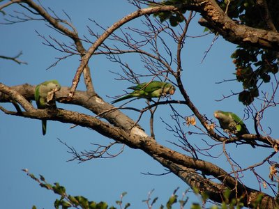 Three wild baby Quaker Parrots enjoy a basic tree-trimming session.