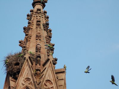 A group of wild Quaker Parrots returns to their nests after hearing an unexpected alarm from a sentry bird. Photo by Steve Baldwin.