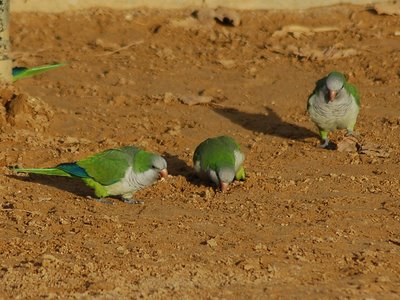 These three Quaker Parrots might be too busy eating grit to notice the approach of a predator