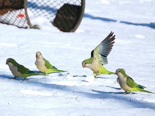Quaker parakeets in the snow
