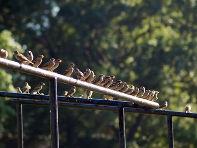 A large group of sparrows gathers at Brooklyn's Green-Wood Cemetery
