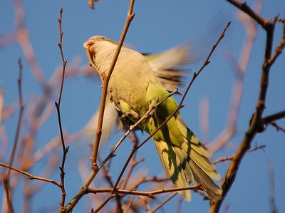 A Bay Ridge parrot revs up his rotors with twig in beak