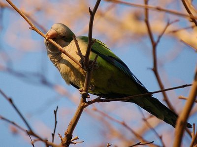 A Bay Ridge parrot begins the hard work of severing a twig