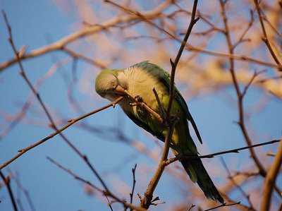 A Bay Ridge parrot is nearly complete with his twig severing job