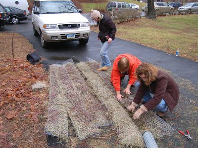 Quaker Parrot Nest Construction, Fairfield, Connecticut, January 7, 2004