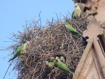 A group of wild Quaker Parrots in Brooklyn watches as a predatory Peregrine Falcon approaches from the East. Photo by Steve Baldwin.