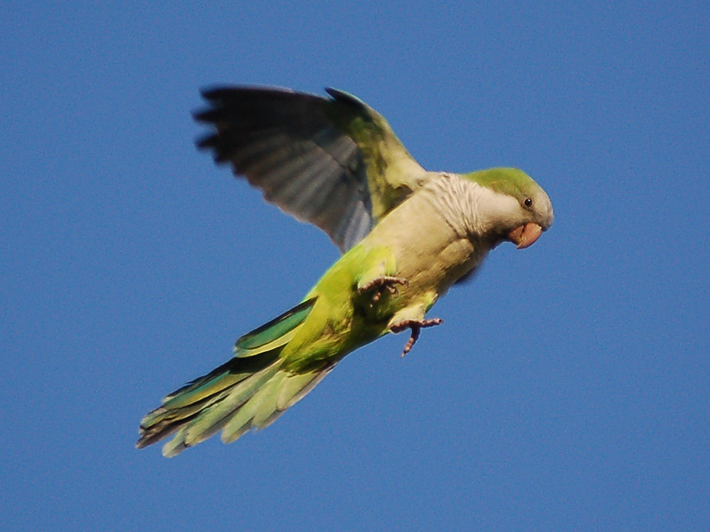 Animated about the Brooklyn Parrots…