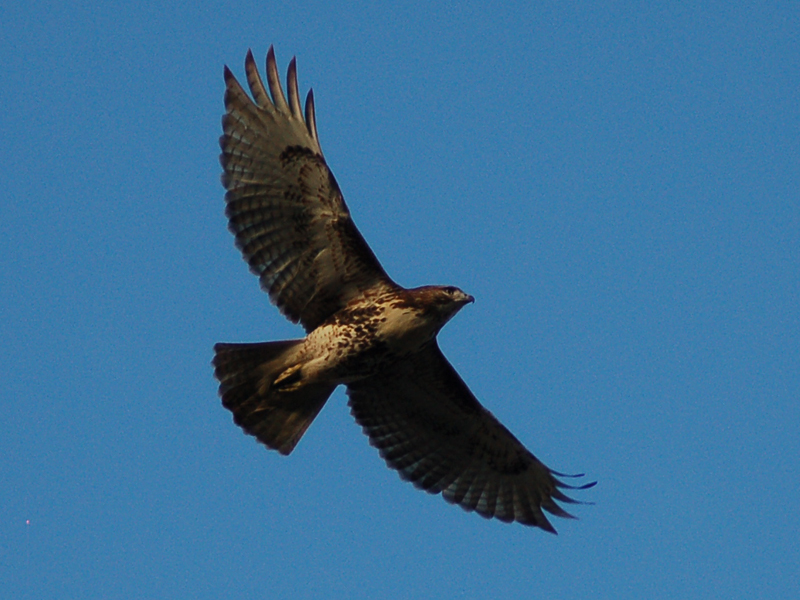 Birding Action at Green-Wood: Red Tailed Hawks, Parrots, and Anti-Starling Propaganda