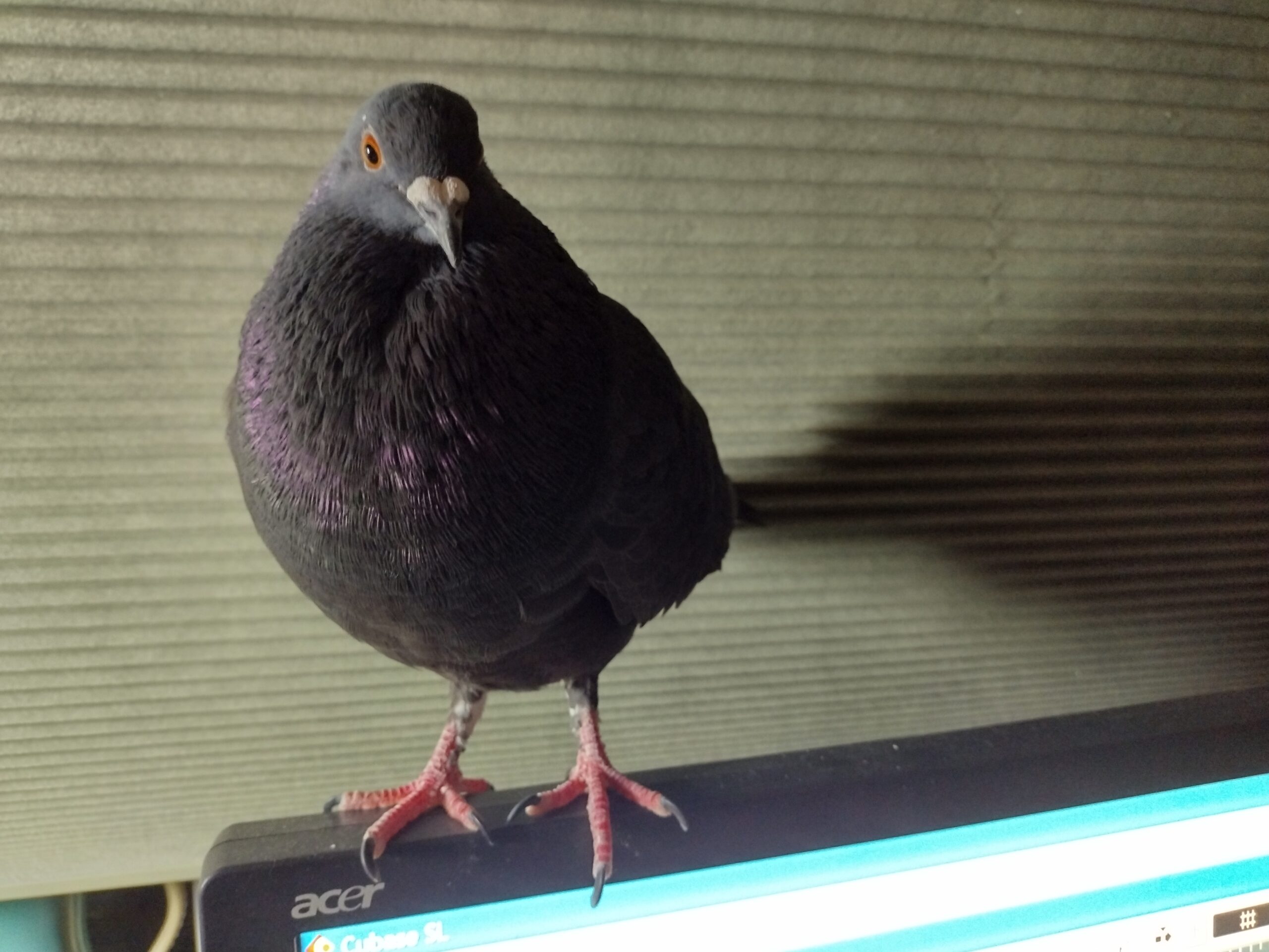 3 Cheers For the Wild Bird Fund!