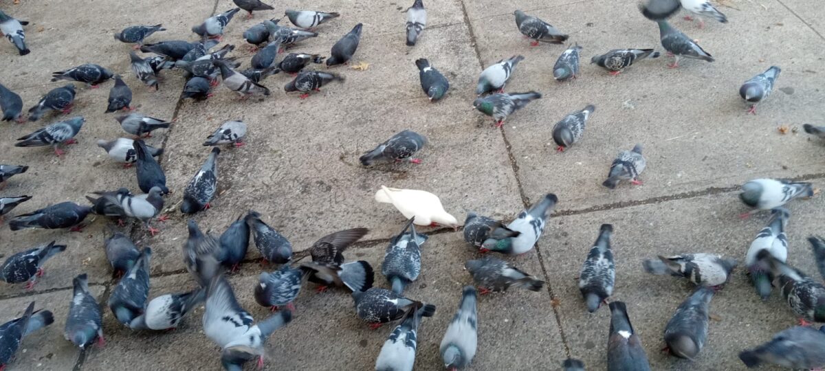 The Pigeon Ladies of 96th Street — and a Cleaner Future for NYC
