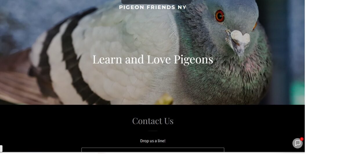 New NY pigeon-specific site coming soon…