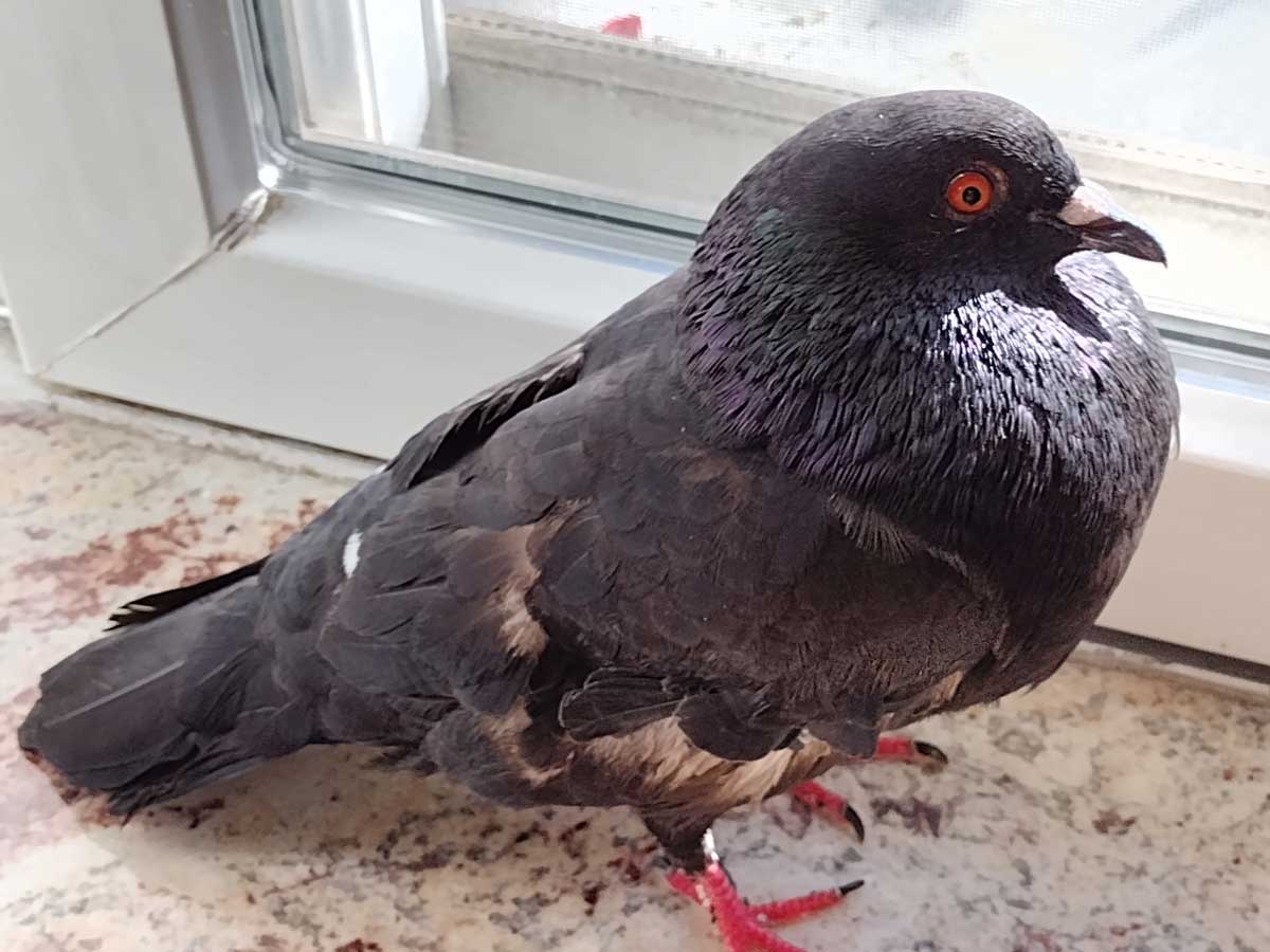 The Wild Bird Rescue Kit: What NYC Bird Lovers Should Keep on Hand